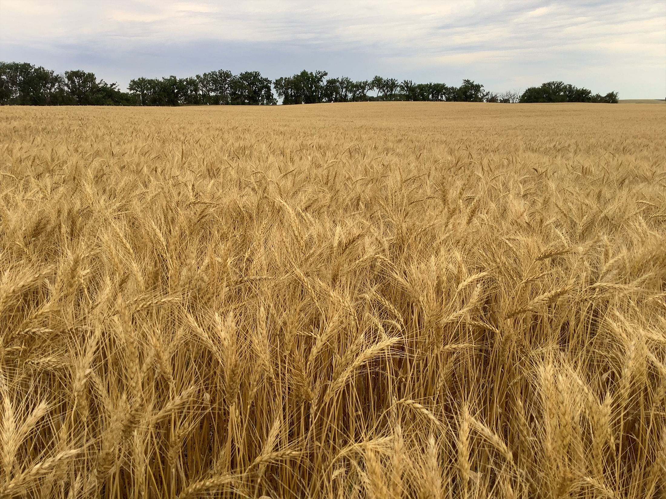 A field with wheat