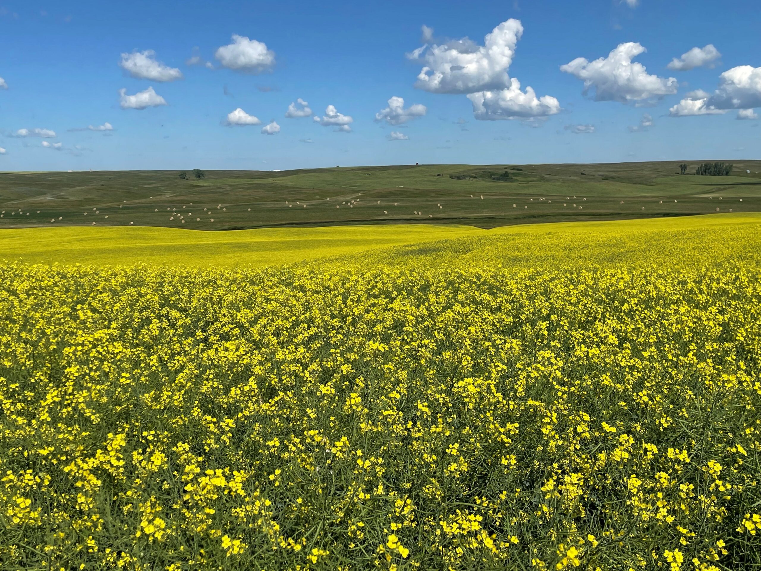 Field with canola
