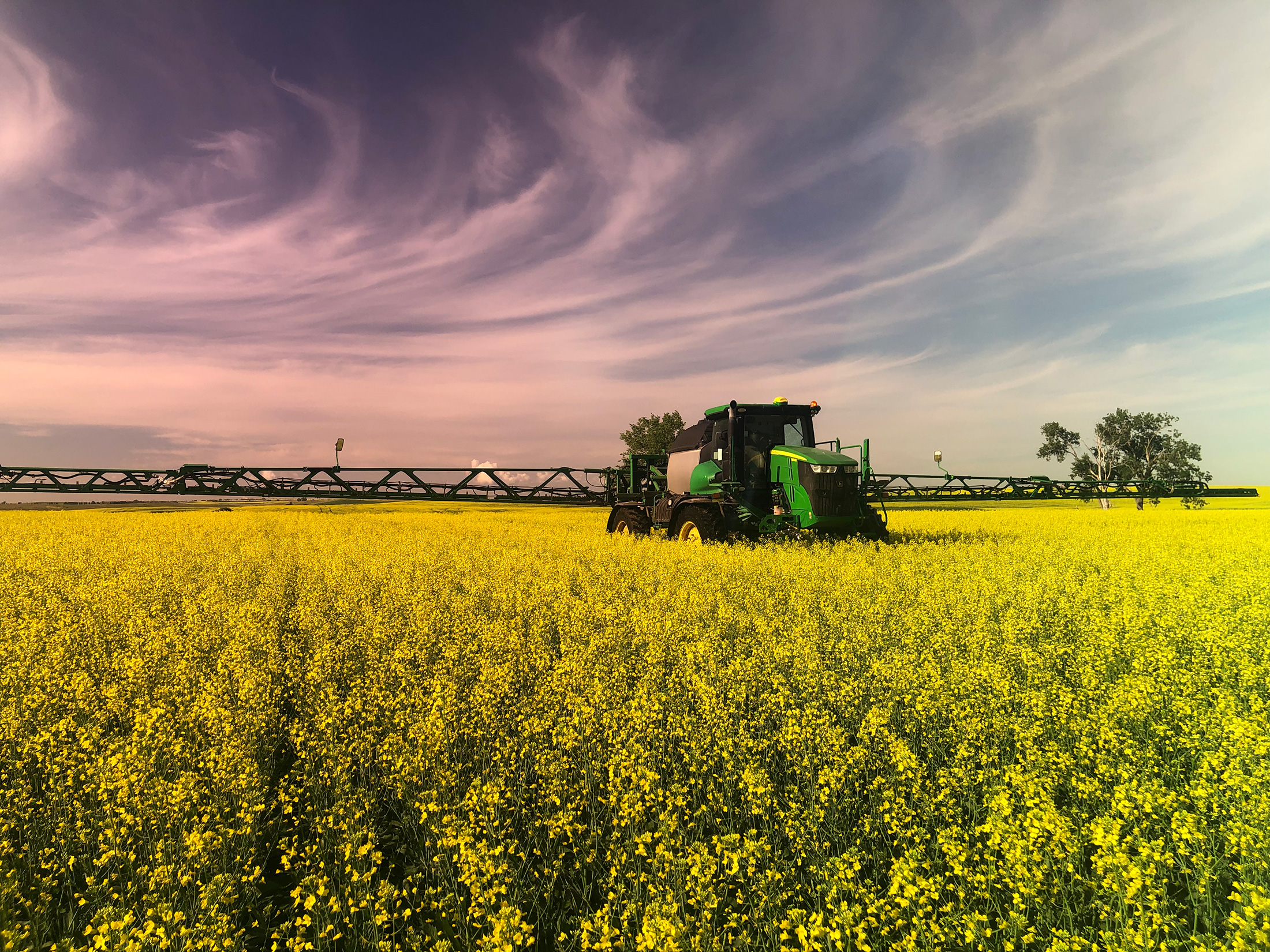 Tractor in canola field with pretty sunset