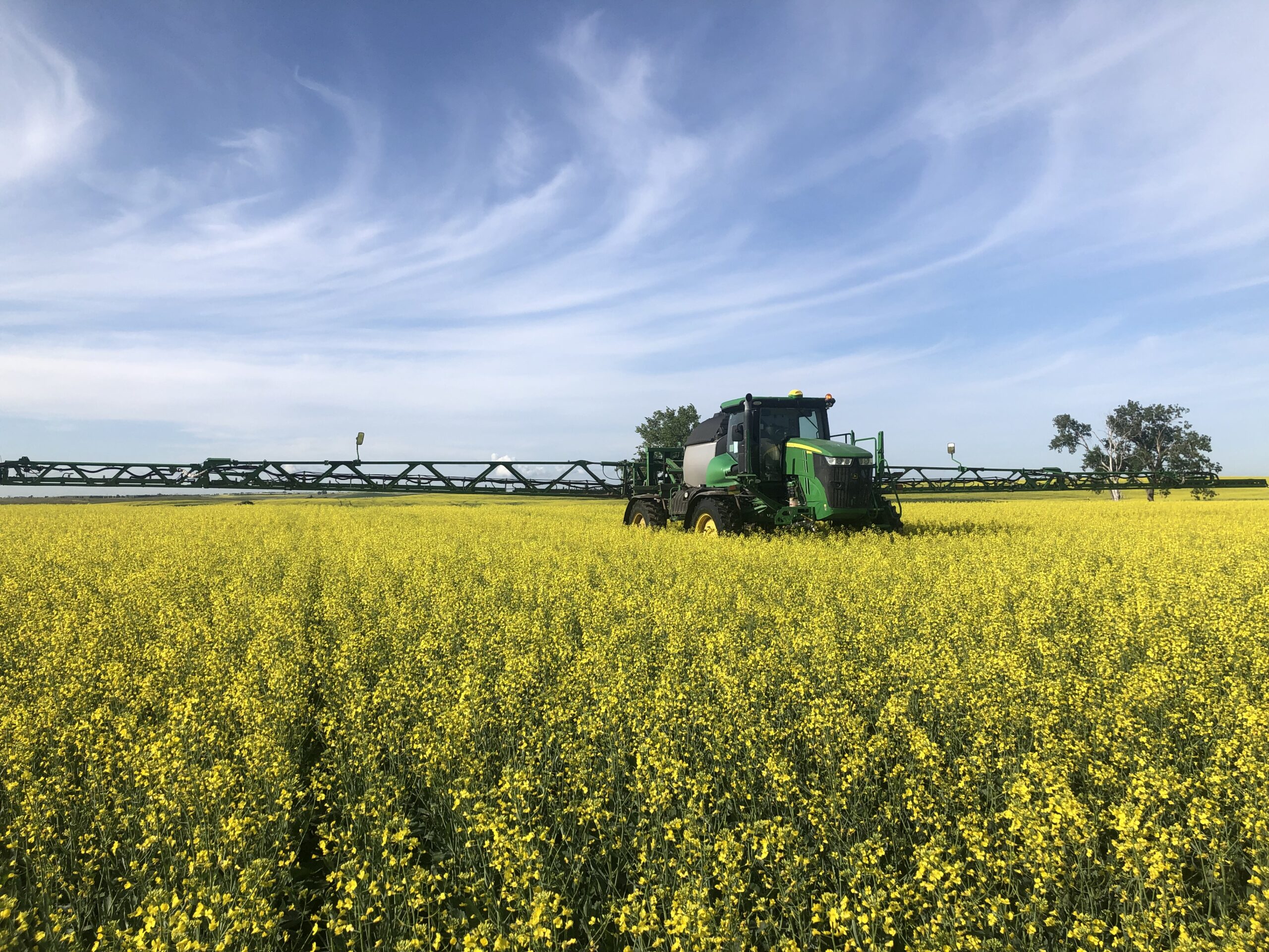 Field of canola with tractor