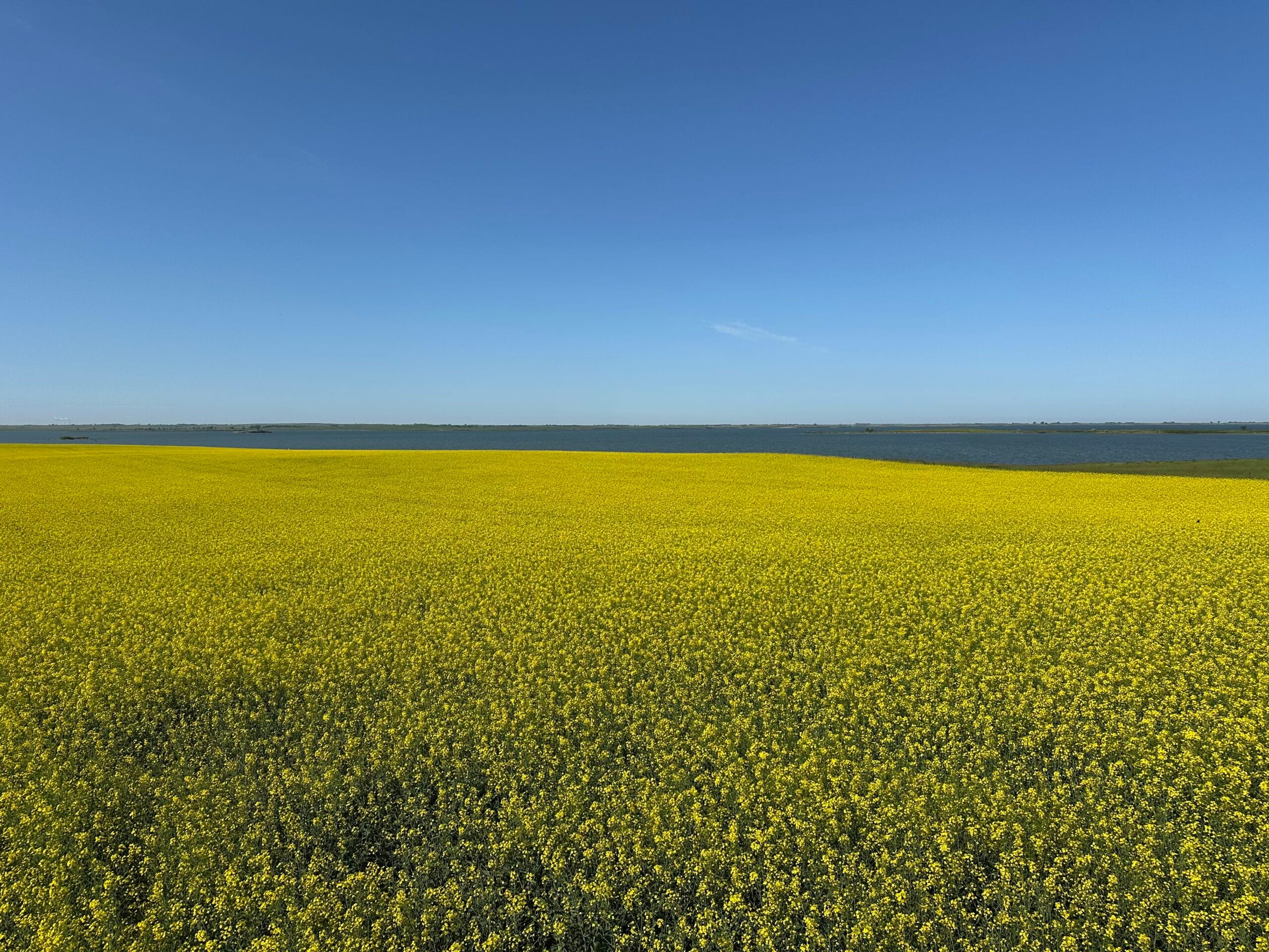 Flowering canola