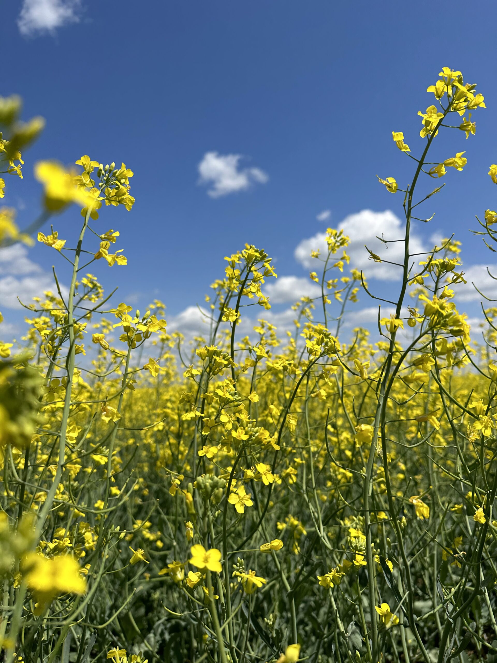 Flowering canola