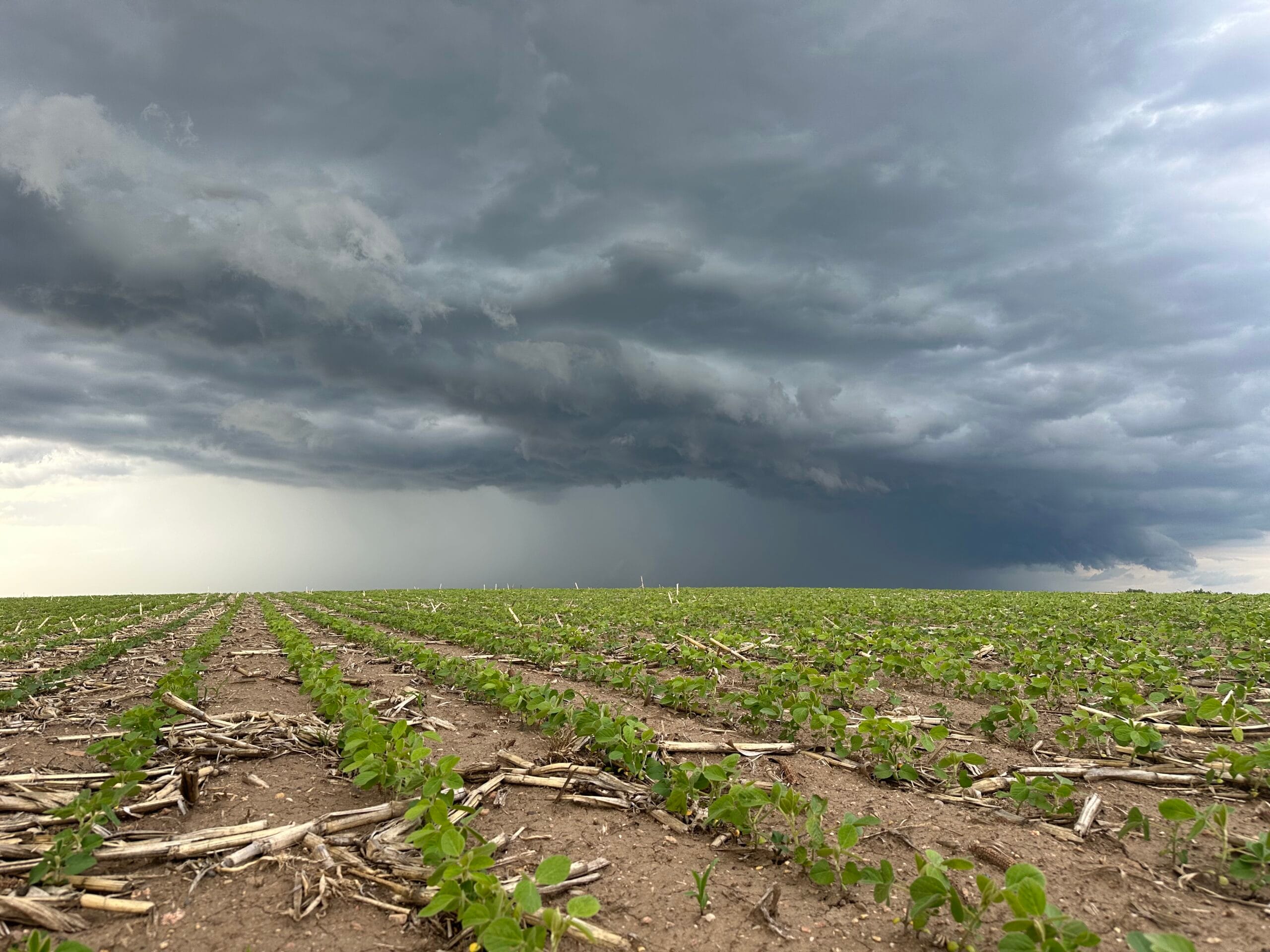 Soybeans with storm clouds