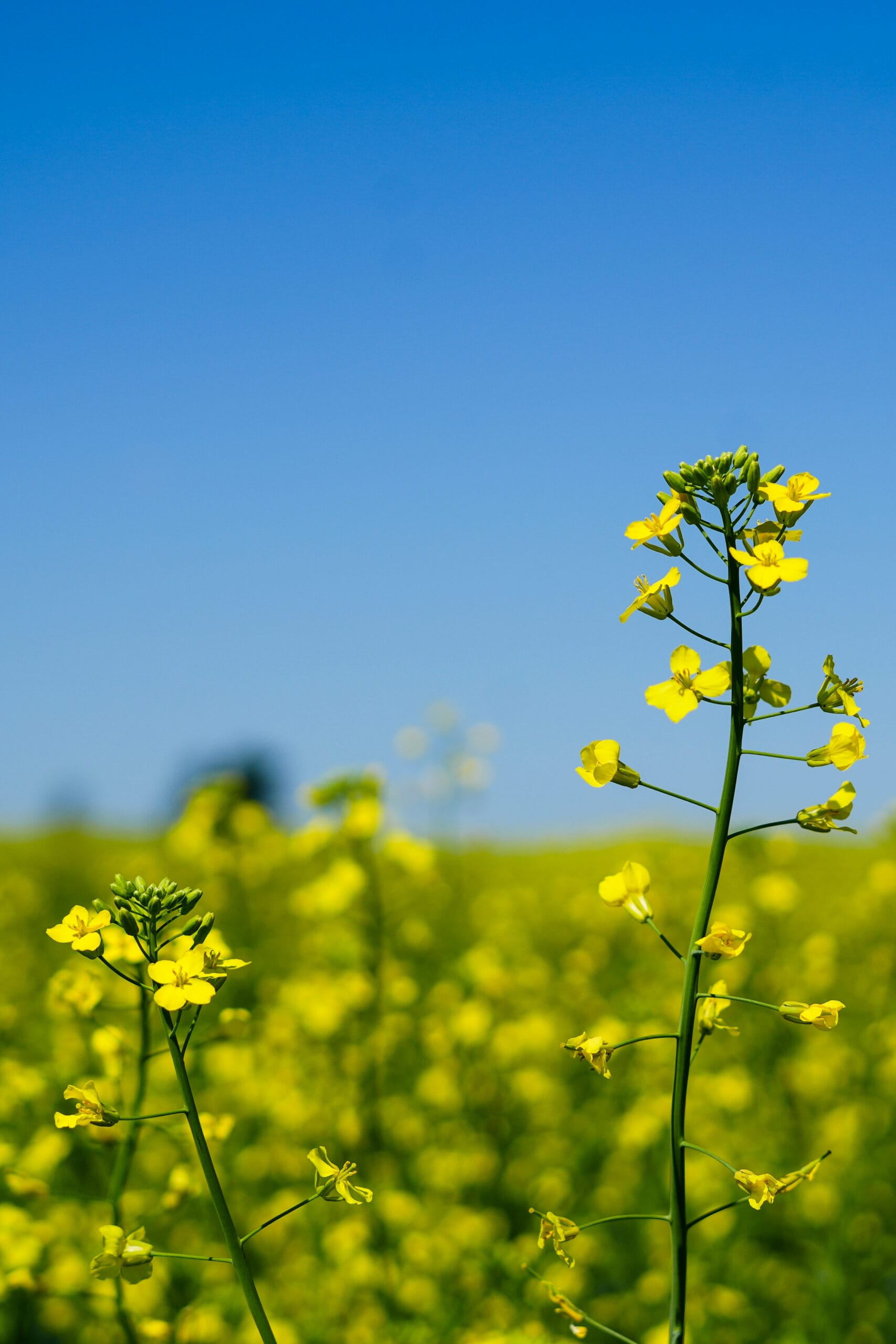 Canola Flowers