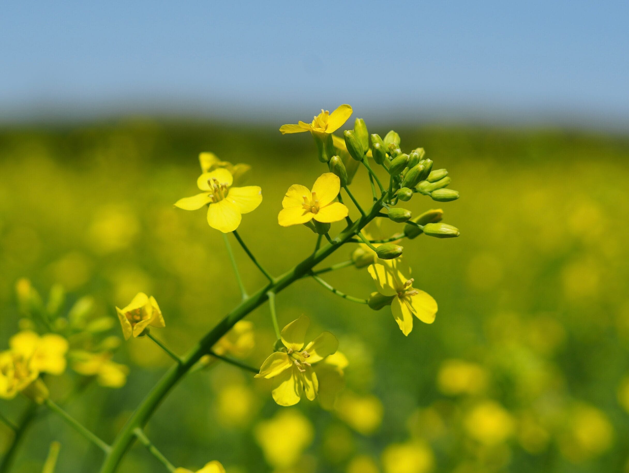 Canola flower